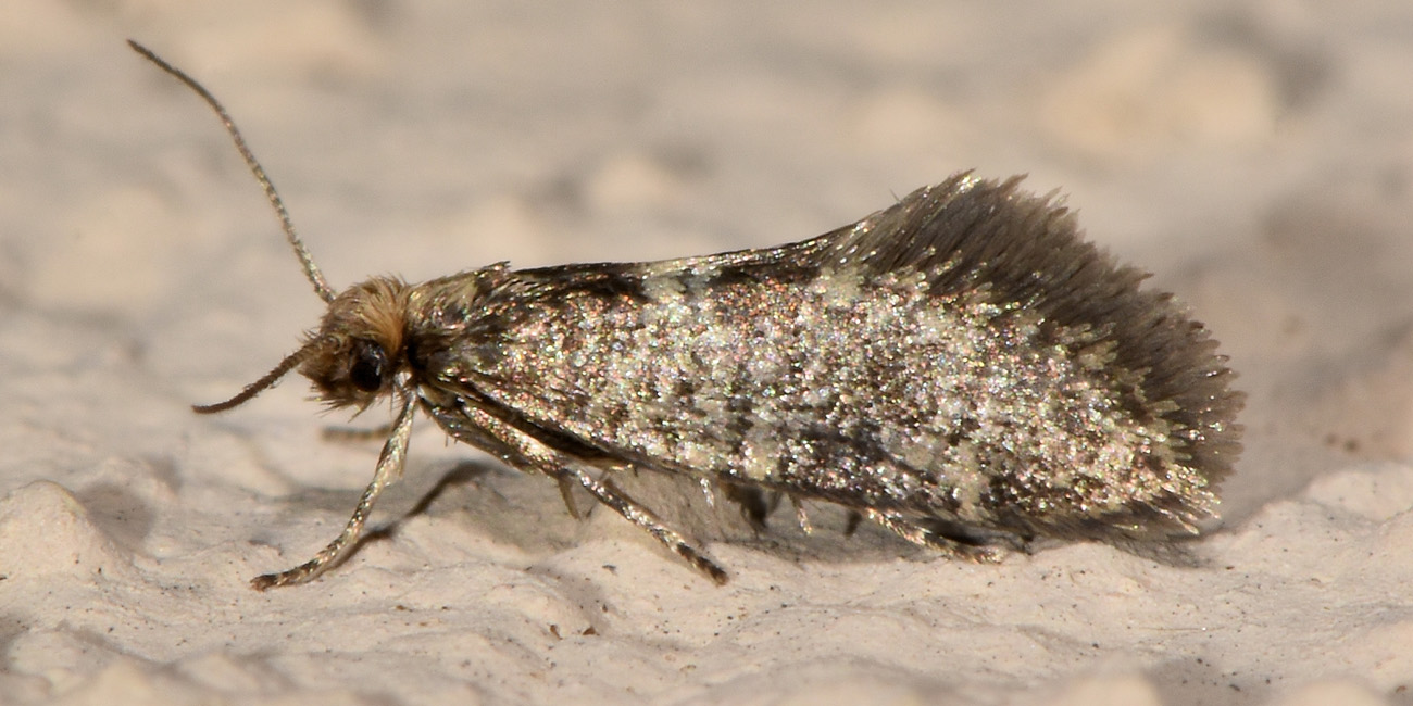 Tineidae?